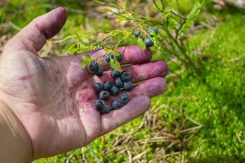 Dark blue wild blueberries on the palm of a man picking forest gifts Stock Photos