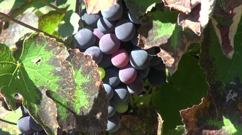 Dark blue wine grapes, delicious fruits, organic farm, vegan, harvest, vineyard Stock Footage 30587182
