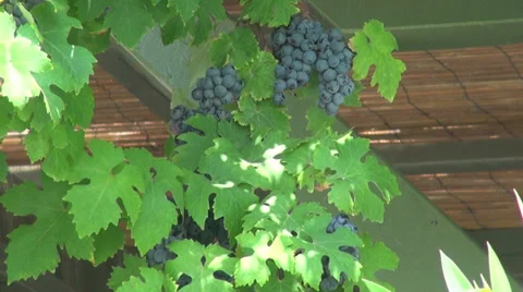 Dark blue wine grapes, delicious ripe fruits on a veranda, porch, vegan, harvest Stock Footage 34270084