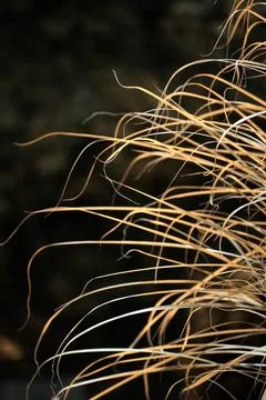 In a dark blurred background , yellow grass in close-up. Stock Photos