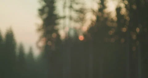 Dark blurry forest at sunset, with bokeh lights and a soft golden hue. Abstract Stock Footage 275976536