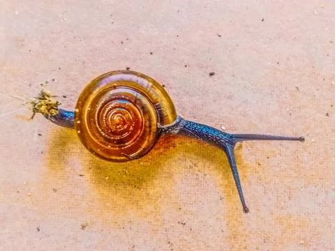 Dark-bodied Glass Snail type animal Stock Photos