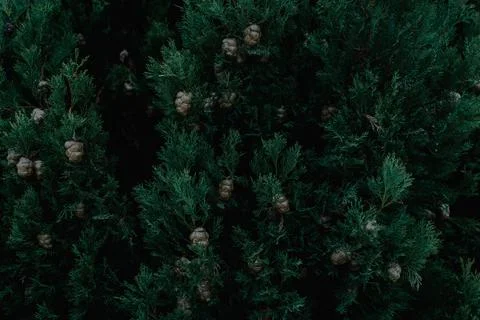 Dark botanical background, pine tree, cypress Stock Photos