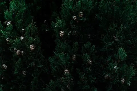 Dark botanical background, pine tree, cypress Stock Photos