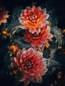 Dark botanical fine art composition with DAHLIA PINNATA flowers Foto stock