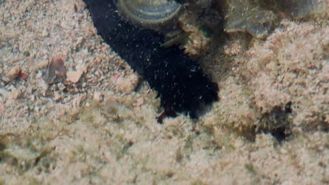 Dark Bottom Grazer Moving Across a Shallow Rocky Surface Stock Footage 342016306