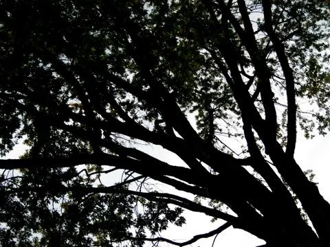 Dark Branch Silhouette Stock Photos
