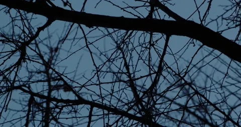 Dark branches against the sky at dusk Stock Footage 166650830