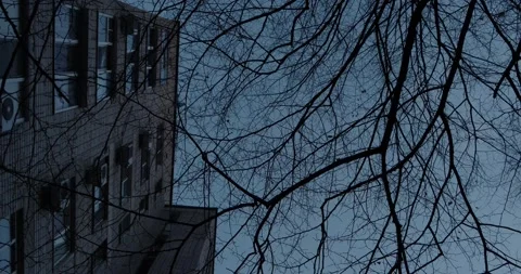 Dark branches against the sky at dusk Stock Footage 166652476
