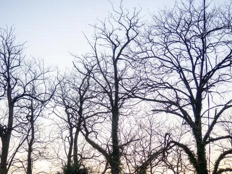 Dark branches against the sky.   Tree silhouette. Evening nature. Stock Photos