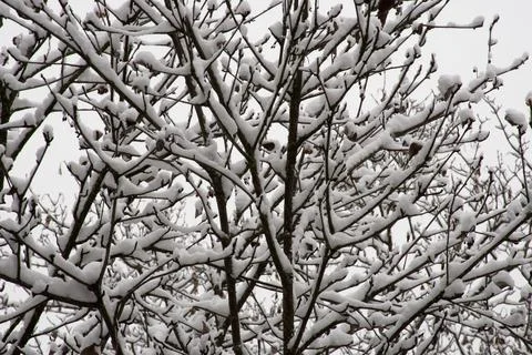 Dark Branches and Leaves of Tree Covered in Fresh Snow Stock Photos