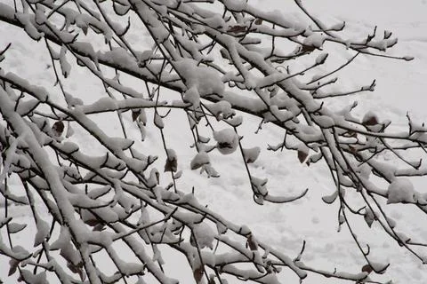 Dark Branches and Leaves of Tree Covered in Fresh Snow Foto stock