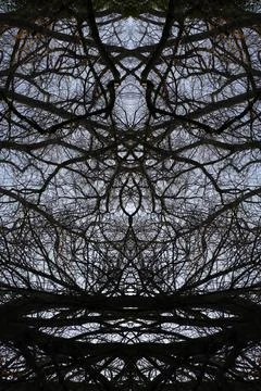 Dark branches background pattern Dark branches and blue sky background pat... 写真素材