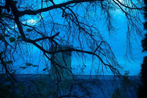 Dark branches on blue background Stock Photos