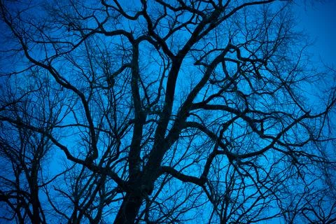Dark branches on blue background Stock Photos