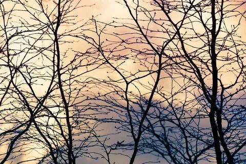 Dark branches on blue background Stock Photos