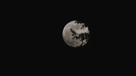 Dark branches of forest trees with moon behind Stock Footage 104636029