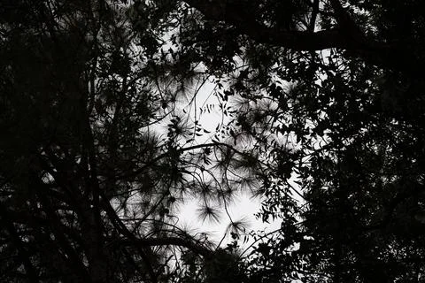 Dark branches frame a bright, cloudy sky 库存照片