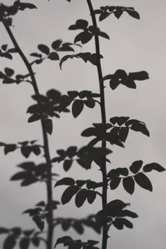 Dark branches on the gray sky background Stock Photos