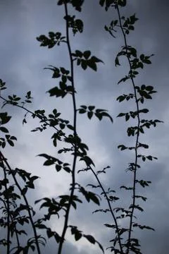 Dark branches Stock Photos