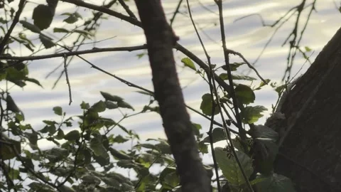 Dark branches silhouetted against bright water 4K Vídeos de archivo 335541909