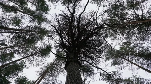 Dark Branchy Tree against the Sky Video stock 140145169