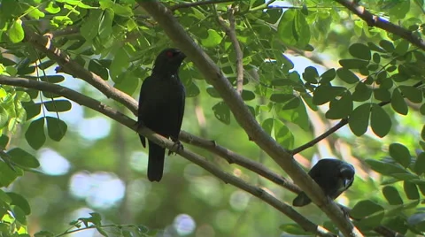 Dark Bronzed Cowbirds Stock Footage 57766111