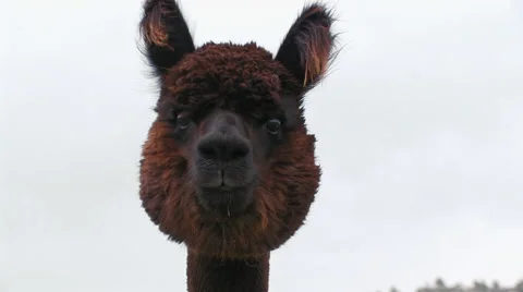 DARK BROWN ALPACA IN FIELD CLOSE-UP Stock Footage 52548412