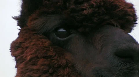 DARK BROWN ALPACA STANDING IN FIELD TURNS AND LOOKS Stock Footage 52549284