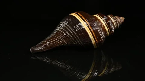 Dark Brown and White Striped Spiral Melongena Shell on Black Background Stock Footage 318343302