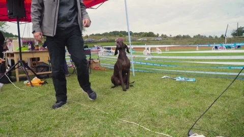 A dark brown beagle 스톡 동영상 118014144