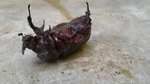 Dark Brown Beetle Stock Footage 296045095