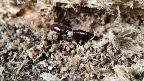 Dark brown beetle larva crawling inside rotten wood outdoors 库存影片 347920973