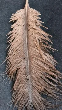 Dark brown bird feather texture on black background Stock Photos