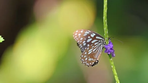 Dark Brown Butterfly Feeding on Nectar and Flying Out of Frame 스톡 동영상 340442924