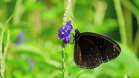 Dark Brown Butterfly Feeding on Nectar and Flying Out of Frame 스톡 동영상 340443025