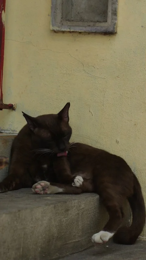 Dark Brown Cat Resting on Ledge Against Yellow Wall Stock Footage 341329323