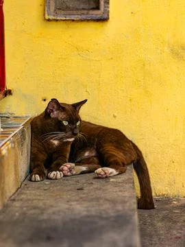 Dark Brown Cat Resting on Ledge Against Yellow Wall Photos