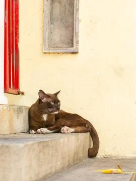 Dark Brown Cat Resting on Ledge Against Yellow Wall 库存照片