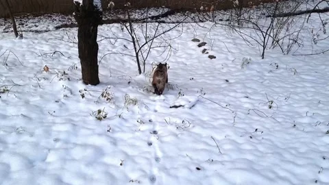Dark-brown cat walking on a snow, slow motion. Stock Footage 222567228
