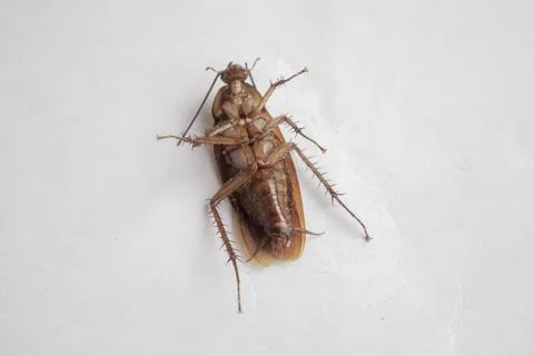 Dark brown cockroach laying down on white background. Cockroach isolated. D.. 库存照片