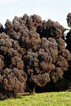 Dark brown conifers Stock Photos