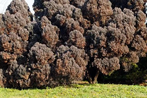 Dark brown conifers Stock Photos
