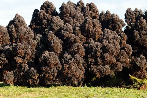 Dark brown conifers Stock Photos