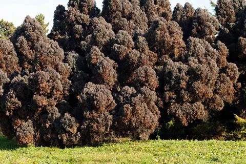 Dark brown conifers Stock Photos