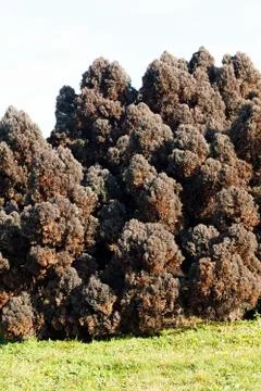 Dark brown conifers Stock Photos