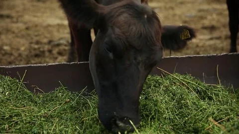 Dark brown cow eat grass Stock Footage 73560683