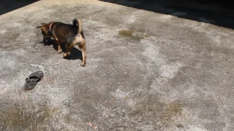 Dark brown dog chasing shadow of dragonfly flying through concrete floor Stock Footage 132019874