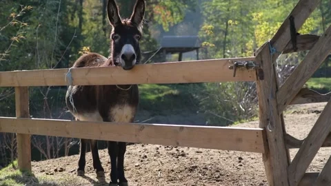 A dark brown donkey stands behind a wooden fence and looks toward the camera 스톡 동영상 343424459