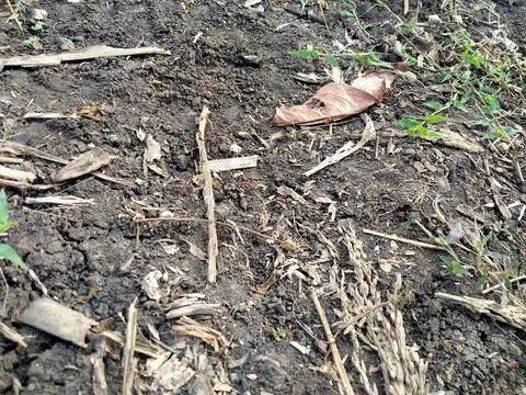 Dark brown earth soil texture and organic material Stock Photos